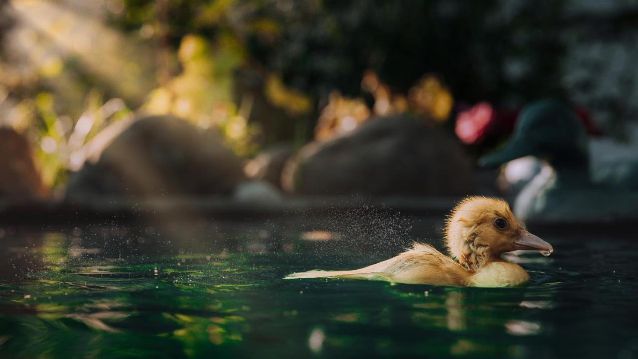 Casuta De Sub Deal - Ciubar Si Piscina Villa Magura  Dış mekan fotoğraf